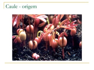 Caule - origem 