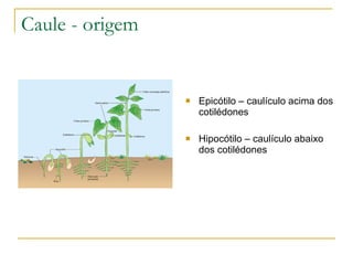 Caule - origem Epicótilo – caulículo acima dos cotilédones Hipocótilo – caulículo abaixo dos cotilédones 