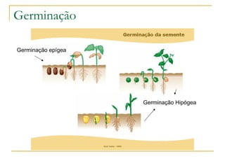Germinação  Germinação epígea  Germinação Hipógea 