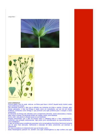 Linhaça Parte 3




Linum usitatissimum
Poucos sabem mas do caule retira-se as fibras para fazer o linho!!! Aquele tecido (nobre) usado
para confeccionar roupas.
Das sementes extrai-se o óleo que é utilizado nas indústrias de tintas e resinas. Contudo, além
destas aplicações, o óleo de linhaça é usado como um nutracêutico, por ser rico em ácidos
linolêicos, conhecidos como Ômega 3, que promove uma ação protetora para o coração e vasos
sangüíneos.
As sementes da linhaça são utilizadas como complemento alimentar, sendo adicionadas a massas,
pães, bolos e cereais. As sementes podem ser usadas, ainda, como laxativas.
Como veêm esta planta é utilizada quase na sua totalidade.
Estudos demonstram que o óleo de linhaça reduz o colesterol total e o mau colesterol(LDL),
conferindo uma proteção cardiovascular. Age ainda como antiinflamatório ao lupus-eritematoso e
como antialérgico.
O óleo de linhaça possui substâncias parecidas como os estrogênios (hormônios femininos) somente
que de ação mais atenuada, melhorando a absorção de cálcio, prevenindo, por exemplo, a
osteoporose.
Por isso a constância no tratamento tem que ser levada a sério....
Estes fitoestrógenos parecem ter, também uma ação antiestrogênica, ou seja confere uma ação
 