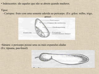 • Indeiscentes: são aqueles que não se abrem quando maduros.
Tipos:
- Cariopse: fruto com uma semente aderida ao pericarpo. (Ex: grãos: milho, trigo,
arroz)
-Sâmara: o pericarpo possui uma ou mais expansões aladas
(Ex: tipuana, pau-brasil)
 