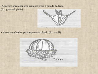 -Aquênio: apresenta uma semente presa à parede do fruto
(Ex: girassol, picão)
- Nozes ou núculas: pericarpo esclerificado (Ex: avelã)
 