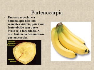 Partenocarpia
• Um caso especial é a
banana, que não tem
sementes visíveis, pois é um
fruto obtido sem que o
óvulo seja fecundado. A
esse fenômeno denomina-se
partenocarpia.
 