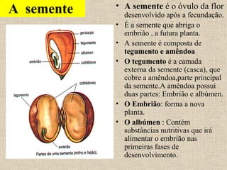 A semente • A semente é o óvulo da flor
desenvolvido após a fecundação.
• É a semente que abriga o
embrião , a futura planta.
• A semente é composta de
tegumento e amêndoa
• O tegumento é a camada
externa da semente (casca), que
cobre a amêndoa,parte principal
da semente.A amêndoa possui
duas partes: Embrião e albúmen.
• O Embrião: forma a nova
planta.
• O albúmen : Contém
substâncias nutritivas que irá
alimentar o embrião nas
primeiras fases de
desenvolvimento.
 