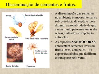 Disseminação de sementes e frutos.
• A disseminação das sementes
no ambiente é importante para a
sobrevivência da espécie ,pois
diminui a probabilidade de que
caiam muito próximas umas das
outras,evitando a competição
entre elas.
• As espécies ANEMÓCORAS
apresentam sementes leves ou
frutos leves, com pêlos ou
expansões aladas que facilitam
o transporte pelo vento.
 