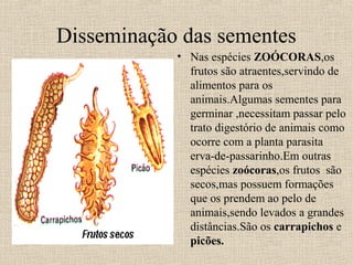 Disseminação das sementes
• Nas espécies ZOÓCORAS,os
frutos são atraentes,servindo de
alimentos para os
animais.Algumas sementes para
germinar ,necessitam passar pelo
trato digestório de animais como
ocorre com a planta parasita
erva-de-passarinho.Em outras
espécies zoócoras,os frutos são
secos,mas possuem formações
que os prendem ao pelo de
animais,sendo levados a grandes
distâncias.São os carrapichos e
picões.
 