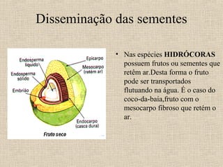 Disseminação das sementes
• Nas espécies HIDRÓCORAS
possuem frutos ou sementes que
retêm ar.Desta forma o fruto
pode ser transportados
flutuando na água. É o caso do
coco-da-baía,fruto com o
mesocarpo fibroso que retém o
ar.
 