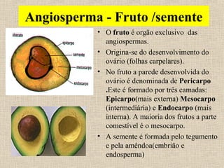 Angiosperma - Fruto /semente
• O fruto é orgão exclusivo das
angiospermas.
• Origina-se do desenvolvimento do
ovário (folhas carpelares).
• No fruto a parede desenvolvida do
ovário é denominada de Pericarpo
.Este é formado por três camadas:
Epicarpo(mais externa) Mesocarpo
(intermediária) e Endocarpo (mais
interna). A maioria dos frutos a parte
comestível é o mesocarpo.
• A semente é formada pelo tegumento
e pela amêndoa(embrião e
endosperma)
 