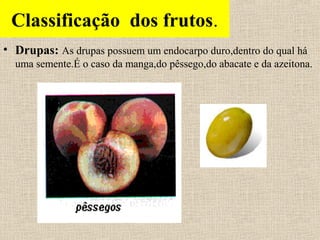 Classificação dos frutos.
• Drupas: As drupas possuem um endocarpo duro,dentro do qual há
uma semente.É o caso da manga,do pêssego,do abacate e da azeitona.
 