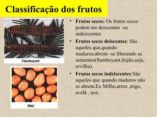 Classificação dos frutos
• Frutos secos: Os frutos secos
podem ser deiscentes ou
indeiscentes
• Frutos secos deiscentes: São
aqueles que,quando
maduros,abrem -se liberando as
sementes(flamboyant,feijão,soja,
ervilha).
• Frutos secos indeiscentes:São
aqueles que quando maduros não
se abrem.Ex Milho,arroz ,trigo,
avelã , noz.
 