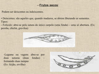 → Frutos secos:
Podem ser deiscentes ou indeiscentes.
• Deiscentes: são aqueles que, quando maduros, se abrem liberando as sementes.
Tipos:
- Folículo: abre-se pela sutura do único carpelo (uma fenda) – uma só abertura. (Ex:
peroba, chichá, grevílea)
-Legume ou vagem: abre-se por
duas suturas (duas fendas) –
formando duas tampas
(Ex: feijão, ervilha)
 