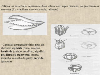 -Síliqua: na deiscência, separam-se duas valvas, com septo mediano, no qual ficam as
sementes (Ex: crucíferas – couve, canola, rabanete)
- Cápsulas: apresentam vários tipos de
abertura: septicida (fumo, azaléia),
loculicida (quiabo, eucalipto, algodão);
pixidiaria ou transversal (bucha,
jequitibá, castanha-do-pará); poricida
(papoula)
 