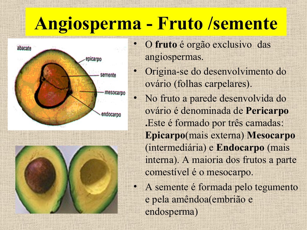Slides da aula de Biologia (Renato) sobre Sementes e Frutos Slides da aula de Biologia (Renato) sobre Sementes e Frutos