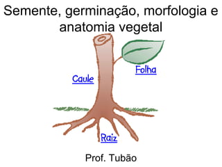 Semente, germinação, morfologia e
       anatomia vegetal




            Prof. Tubão
 