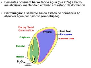• Sementes possuem baixo teor e água (5 a 20%) e baixo
  metabolismo, mantendo o embrião em estado de dormência.

• Germinação: a semente sai do estado de dormência ao
  absorver água por osmose (embebição).
 