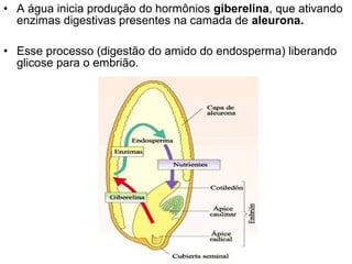 • A água inicia produção do hormônios giberelina, que ativando
  enzimas digestivas presentes na camada de aleurona.

• Esse processo (digestão do amido do endosperma) liberando
  glicose para o embrião.
 