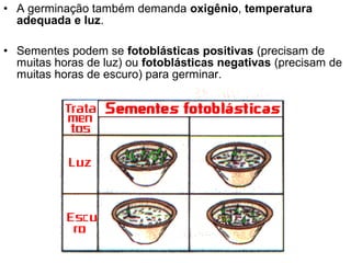 • A germinação também demanda oxigênio, temperatura
  adequada e luz.

• Sementes podem se fotoblásticas positivas (precisam de
  muitas horas de luz) ou fotoblásticas negativas (precisam de
  muitas horas de escuro) para germinar.
 