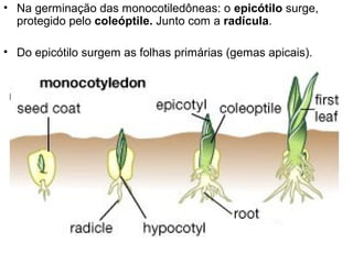 • Na germinação das monocotiledôneas: o epicótilo surge,
  protegido pelo coleóptile. Junto com a radícula.

• Do epicótilo surgem as folhas primárias (gemas apicais).
 