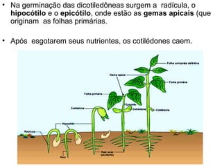 • Na germinação das dicotiledôneas surgem a radícula, o
  hipocótilo e o epicótilo, onde estão as gemas apicais (que
  originam as folhas primárias.

• Após esgotarem seus nutrientes, os cotilédones caem.
 