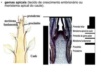 • gemas apicais (tecido de crescimento embrionário ou
  meristema apical do caule).
 