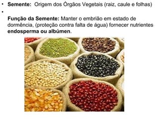• Semente: Origem dos Órgãos Vegetais (raiz, caule e folhas)
•
  Função da Semente: Manter o embrião em estado de
  dormência, (proteção contra falta de água) fornecer nutrientes
  endosperma ou albúmen.
 