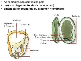 • As sementes são compostas por:
• casca ou tegumento (testa ou tégumen)
• amêndoa (endosperma ou albúmen + embrião)
 