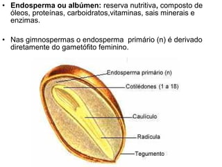• Endosperma ou albúmen: reserva nutritiva, composto de
  óleos, proteínas, carboidratos,vitaminas, sais minerais e
  enzimas.

• Nas gimnospermas o endosperma primário (n) é derivado
  diretamente do gametófito feminino.
 