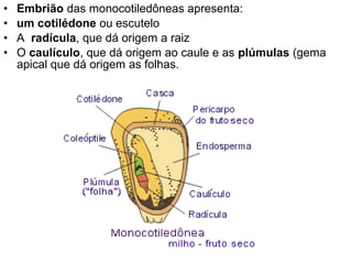 •   Embrião das monocotiledôneas apresenta:
•   um cotilédone ou escutelo
•   A radícula, que dá origem a raiz
•   O caulículo, que dá origem ao caule e as plúmulas (gema
    apical que dá origem as folhas.
 
