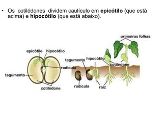 • Os cotilédones dividem caulículo em epicótilo (que está
  acima) e hipocótilo (que está abaixo).
 