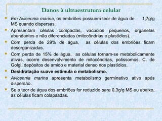 Danos à ultraestrutura celular
 Em Avicennia marina, os embriões possuem teor de água de 1,7g/g
MS quando dispersas.
 Apresentam células compactas, vacúolos pequenos, organelas
abundantes e não diferenciadas (mitocôndrias e plastídios).
 Com perda de 29% de água, as células dos embriões ficam
desorganizadas.
 Com perda de 15% de água, as células tornam-se metabolicamente
ativas, ocorre desenvolvimento de mitocôndrias, polissomos, C. de
Golgi, depósitos de amido e material denso nos plastídios.
 Desidratação suave estimula o metabolismo.
 Avicennia marina apresenta metabolismo germinativo ativo após
dispersão.
 Se o teor de água dos embriões for reduzido para 0,3g/g MS ou abaixo,
as células ficam colapsadas.
 