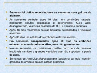  Sucesso foi obtido recobrindo-se as sementes com gel cru de
alginato.
 As sementes controle, após 10 dias em condições naturais,
mostraram células colapsadas e deterioradas, C.de Golgi
desorganizado, vesículas dilatadas de R.E. e vacúolos anormais.
 Após 18 dias mostraram células bastante deterioradas e vacúolos
anormais.
 Após 30 dias, as células dos embriões estavam mortas.
 Em sementes encapsuladas, após 50 dias os embriões
estavam com metabolismo ativo, mas não germinaram.
 Nessas sementes, os cotilédones contém baixo teor de reservas
insolúveis (amido) e grandes vacúolos que não suportam a perda
de água.
 Sementes de Aesculus hippocastanum (castanha da Índia) contém
grânulos de amido e poucos corpos protéicos.
 