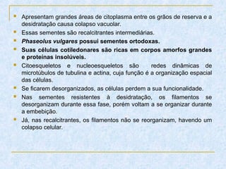  Apresentam grandes áreas de citoplasma entre os grãos de reserva e a
desidratação causa colapso vacuolar.
 Essas sementes são recalcitrantes intermediárias.
 Phaseolus vulgares possui sementes ortodoxas.
 Suas células cotiledonares são ricas em corpos amorfos grandes
e proteínas insolúveis.
 Citoesqueletos e nucleoesqueletos são redes dinâmicas de
microtúbulos de tubulina e actina, cuja função é a organização espacial
das células.
 Se ficarem desorganizados, as células perdem a sua funcionalidade.
 Nas sementes resistentes à desidratação, os filamentos se
desorganizam durante essa fase, porém voltam a se organizar durante
a embebição.
 Já, nas recalcitrantes, os filamentos não se reorganizam, havendo um
colapso celular.
 