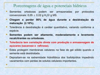 Porcentagens de água e potenciais hídricos
 Sementes ortodoxas podem ser armazenadas por protocolos
convencionais: 0,05  0,02 g H2O/ g MS.
 Chegam a perder 90% de água durante a desidratação da
maturação (≤ 10%).
 Tolerância à desidratação é caráter quantitativo, variando conforme a
espécie.
 Sementes podem ser altamente, moderadamente e levemente
recalcitrantes ou ortodoxas.
 Tolerância tem correlação direta com produção e armazenagem de
açúcares (sacarose e rafinose).
 Estes protegem membranas celulares na fase de gel sólido quando a
semente está desidratada.
 Depositam-se na extremidade hidrofóbica dos fosfolipídios impedindo
vazamentos com perdas de solutos celulares importantes.

 