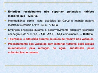  Embriões recalcitrantes não suportam potenciais hídricos
menores que -12 MPa.
 Intermediárias como café, espécies de Citrus e mamão papaya
mostram tolerância a Ψ = - 50 e -70 MPa
 Embriões ortodoxos durante o desenvolvimento adquirem tolerância
em degraus de Ψ = -1,8, – 5,0 , -12,0, - 50,0 e finalmente, – 180MPa.
 Tolerância é adquirida durante acúmulo de reserva nos vacúolos.
 Preenchimento dos vacúolos com material nutritivo pode reduzir
murchamento pela remoção de água, substituída pelas
substâncias de reserva.
 