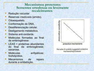 Mecanismos protetores
Sementes ortodoxas ou levemente
recalcitrantes
 Redução vacuolar
 Reservas insolúveis (amido).
 Citoesqueleto.
 Conformação de DNA.
 Desdiferenciação celular.
 Desligamento metabólico.
 Sistema anti-oxidante.
 Moléculas formadas ao final
da embriogênese:
 LEAS = proteínas abundantes
do final da embriogênese;
sacarose.
 Moléculas anfipáticas:
fosfolipídios.
 Mecanismos de reparo
durante a embebição.
 
