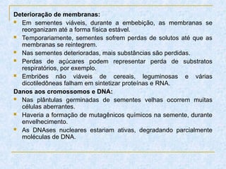 Deterioração de membranas:
 Em sementes viáveis, durante a embebição, as membranas se
reorganizam até a forma física estável.
 Temporariamente, sementes sofrem perdas de solutos até que as
membranas se reintegrem.
 Nas sementes deterioradas, mais substâncias são perdidas.
 Perdas de açúcares podem representar perda de substratos
respiratórios, por exemplo.
 Embriões não viáveis de cereais, leguminosas e várias
dicotiledôneas falham em sintetizar proteínas e RNA.
Danos aos cromossomos e DNA:
 Nas plântulas germinadas de sementes velhas ocorrem muitas
células aberrantes.
 Haveria a formação de mutagênicos químicos na semente, durante
envelhecimento.
 As DNAses nucleares estariam ativas, degradando parcialmente
moléculas de DNA.
 