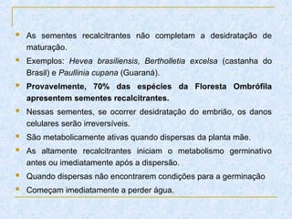  As sementes recalcitrantes não completam a desidratação de
maturação.
 Exemplos: Hevea brasiliensis, Bertholletia excelsa (castanha do
Brasil) e Paullinia cupana (Guaraná).
 Provavelmente, 70% das espécies da Floresta Ombrófila
apresentem sementes recalcitrantes.
 Nessas sementes, se ocorrer desidratação do embrião, os danos
celulares serão irreversíveis.
 São metabolicamente ativas quando dispersas da planta mãe.
 As altamente recalcitrantes iniciam o metabolismo germinativo
antes ou imediatamente após a dispersão.
 Quando dispersas não encontrarem condições para a germinação
 Começam imediatamente a perder água.
 
