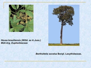Hevea brasiliensis (Willd. ex A.Juss.)
Müll.Arg. Euphorbiaceae
Bertholletia excelsa Bonpl. Lecythidaceae.
 