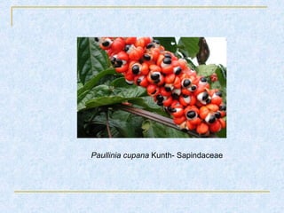 Paullinia cupana Kunth- Sapindaceae
 