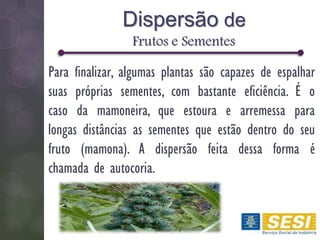 Para finalizar, algumas plantas são capazes de espalhar suas
próprias sementes, com bastante eficiência. É o caso da
mamoneira, que estoura e arremessa para longas distâncias as
sementes que estão dentro do seu fruto (mamona). A dispersão
feita dessa forma é chamada de autocoria.
Dispersão de
Frutos e Sementes
Para finalizar, algumas plantas são capazes de espalhar
suas próprias sementes, com bastante eficiência. É o
caso da mamoneira, que estoura e arremessa para
longas distâncias as sementes que estão dentro do seu
fruto (mamona). A dispersão feita dessa forma é
chamada de autocoria.
 