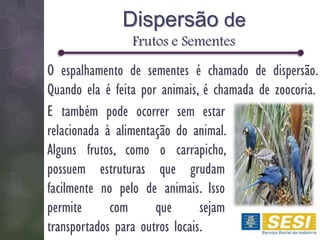 Dispersão de
Frutos e Sementes
E também pode ocorrer sem estar
relacionada à alimentação do animal.
Alguns frutos, como o carrapicho,
possuem estruturas que grudam
facilmente no pelo de animais. Isso
permite com que sejam
transportados para outros locais.
O espalhamento de sementes é chamado de dispersão.
Quando ela é feita por animais, é chamada de zoocoria.
 