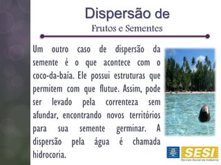 Dispersão de
Frutos e Sementes
Um outro caso de dispersão da
semente é o que acontece com o
coco-da-baía. Ele possui estruturas que
permitem com que flutue. Assim, pode
ser levado pela correnteza sem
afundar, encontrando novos territórios
para sua semente germinar. A
dispersão pela água é chamada
hidrocoria.
 