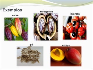 Exemplos
cacaucacau
seringueiraseringueira
guaranáguaraná
ipêipê mangamanga
 