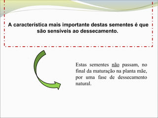 A característica mais importante destas sementes é que
são sensíveis ao dessecamento.
Estas sementes não passam, no
final da maturação na planta mãe,
por uma fase de dessecamento
natural.
 