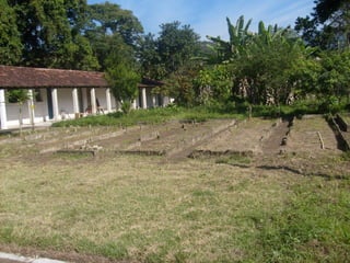 Semente Viva Mutirão