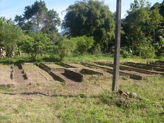 Semente Viva Mutirão