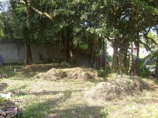 Semente Viva Mutirão