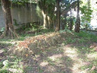 Semente Viva Mutirão