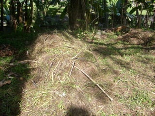 Semente Viva Mutirão