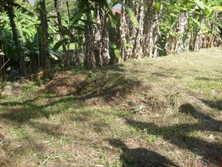 Semente Viva Mutirão